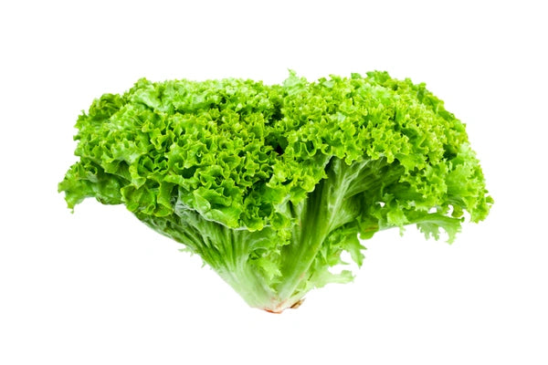 Salat Lollo Grønn Løs
