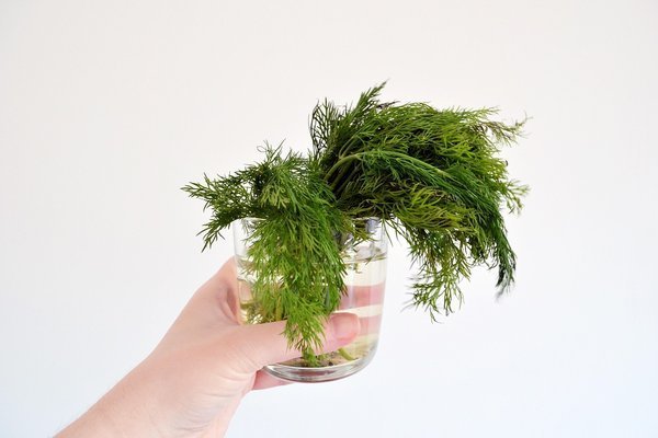Dill