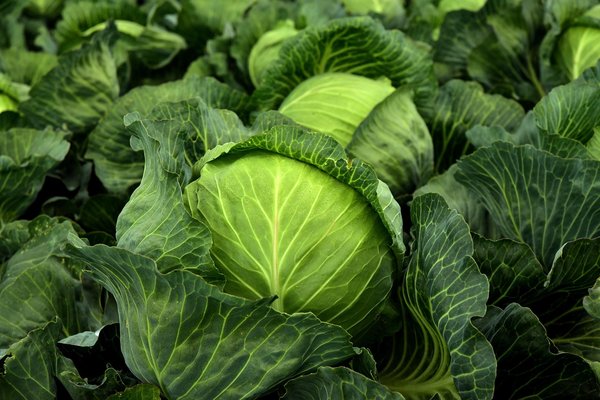 Salat Kinakål Import