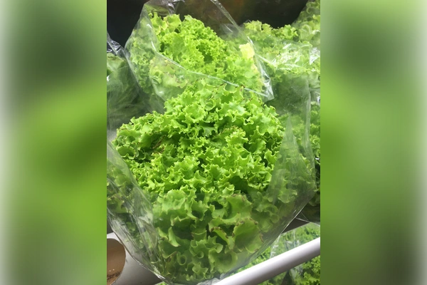 Salat Lollo Grønn